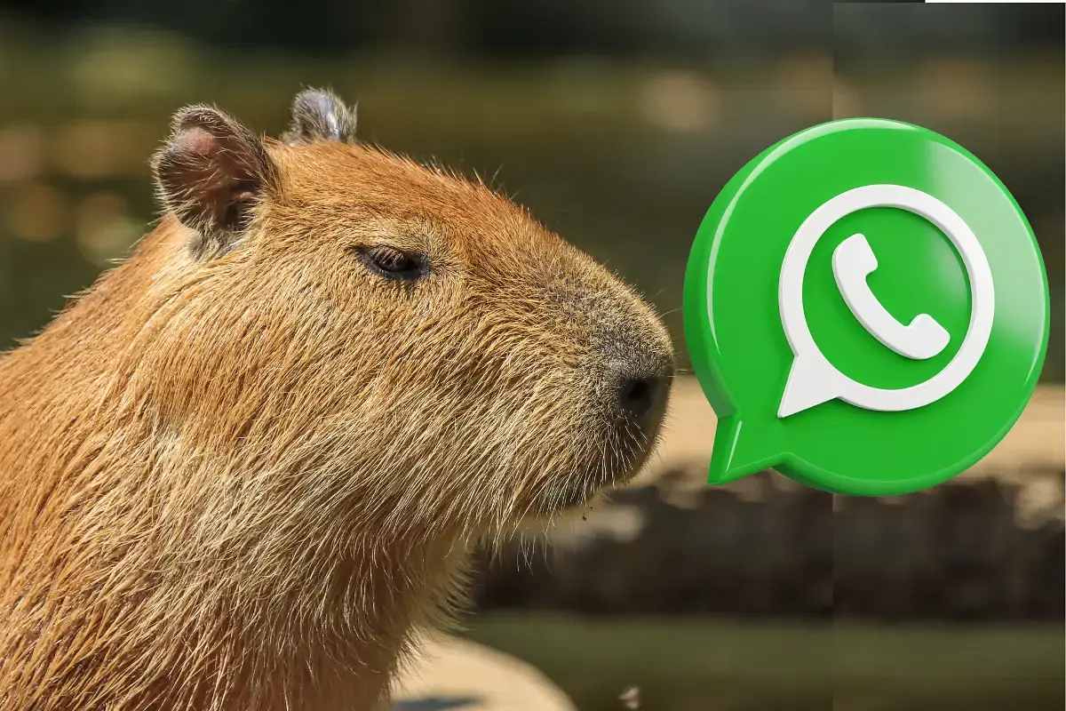 Tu WhatsApp nunca se vio tan tierno: así se activa el "modo capibara", la moda que invade los celulares