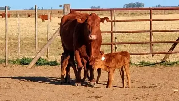Pasa una vez cada 100 mil partos: una vaca tuvo trillizos sanos en un campo de Córdoba y sorprendió hasta a los veterinarios