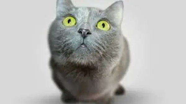  Detectan por primera vez el síndrome de Marfan en gatos: los hermanos Gary y Shaggy, protagonistas de un hallazgo inédito
