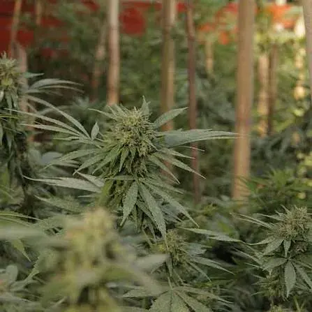 Cultivo "medicinal" bajo sospecha: allanaron una ONG cannábica en Santa Fe y encontraron más de 600 plantas