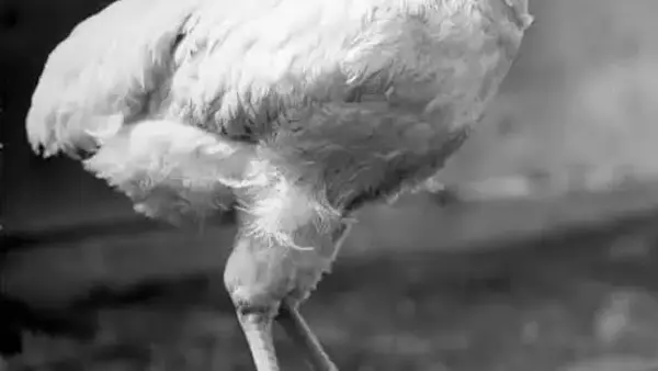 Le cortaron la cabeza y vivió un año y medio más: la increíble historia de Mike, el pollo que se volvió famoso