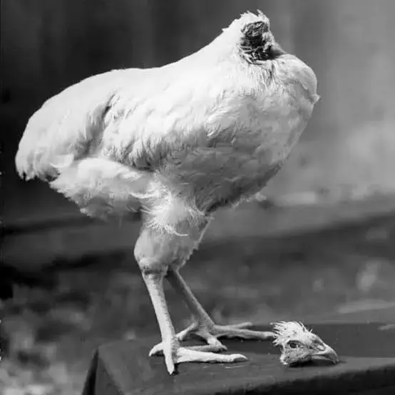 Le cortaron la cabeza y vivió un año y medio más: la increíble historia de Mike, el pollo que se volvió famoso
