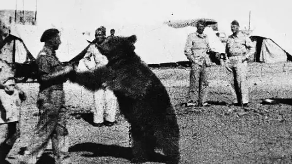 El oso que fue a la guerra: tomaba cerveza, cargaba municiones y llegó a ser cabo del ejército polaco